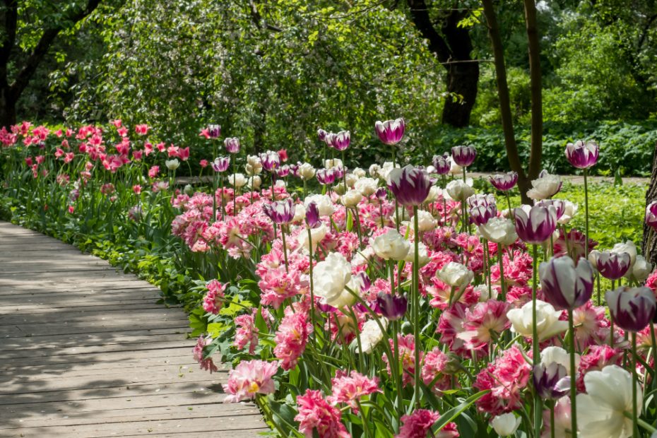 Fiori di giugno