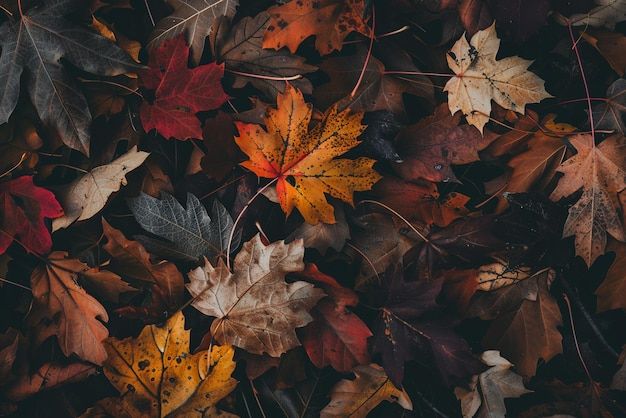 foglie autunno