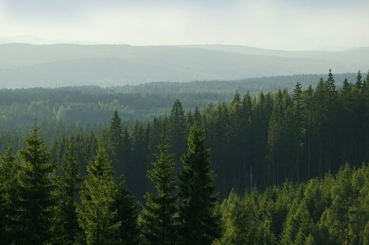 bosco di abeti